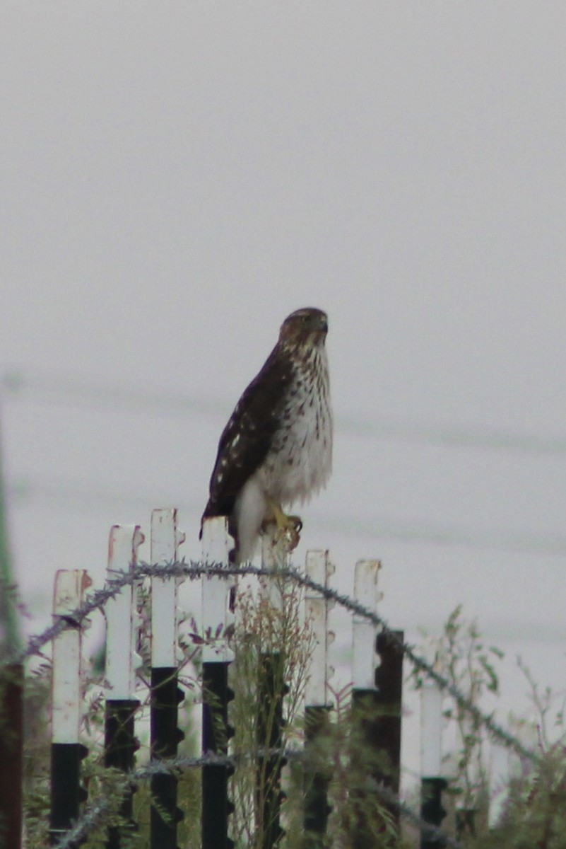 Cooper's Hawk - ML647272915
