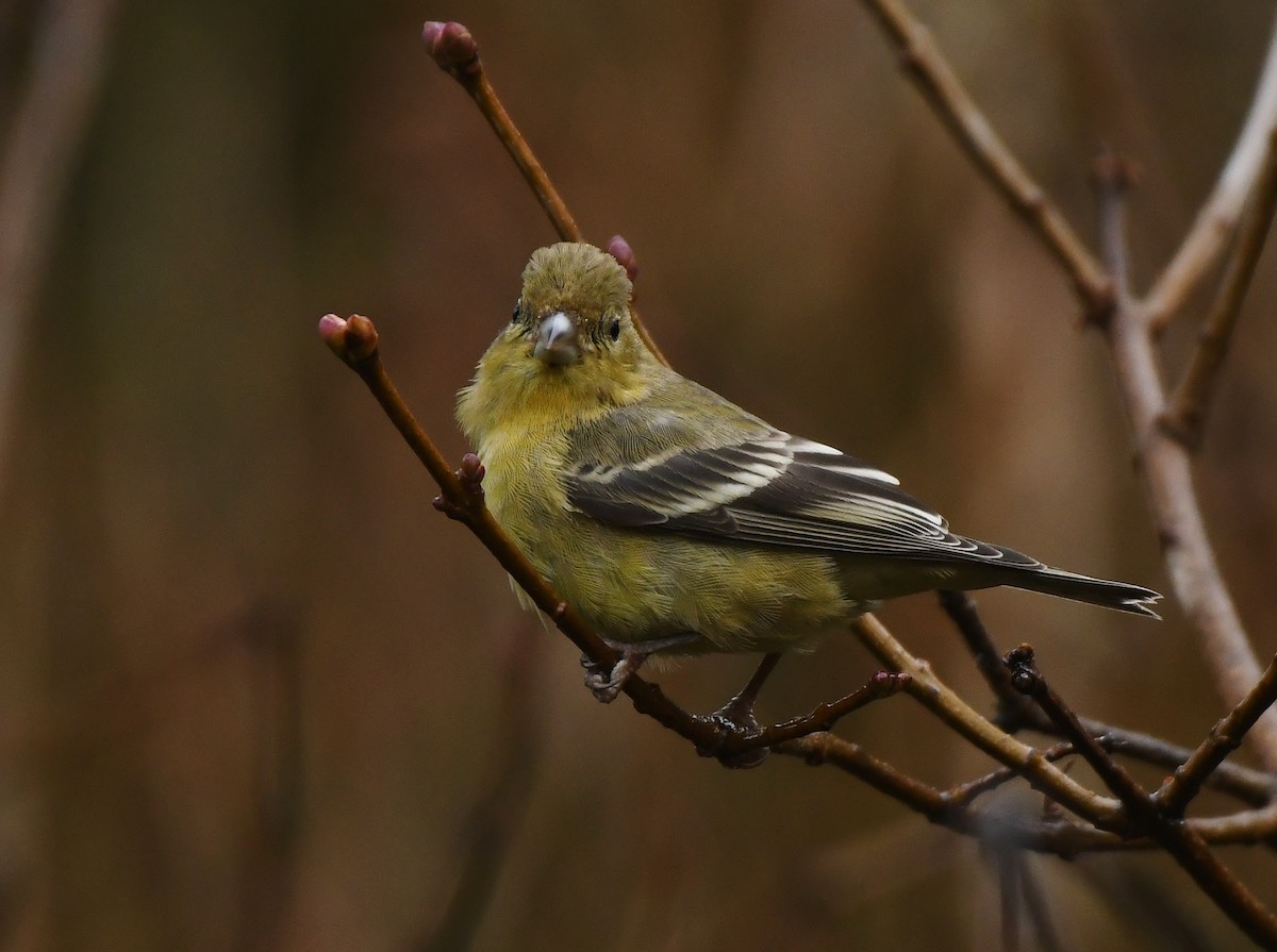 Lesser Goldfinch - ML647272917