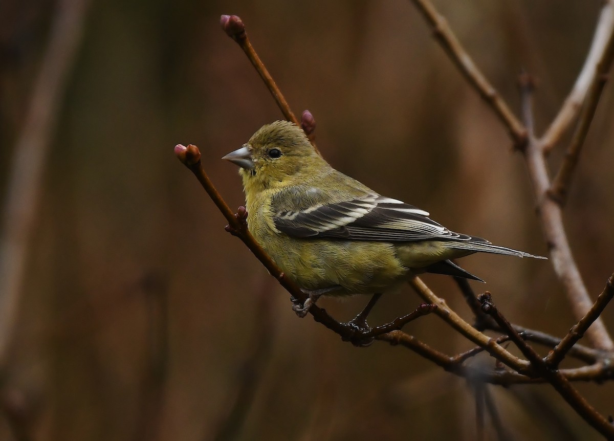 Lesser Goldfinch - ML647272918