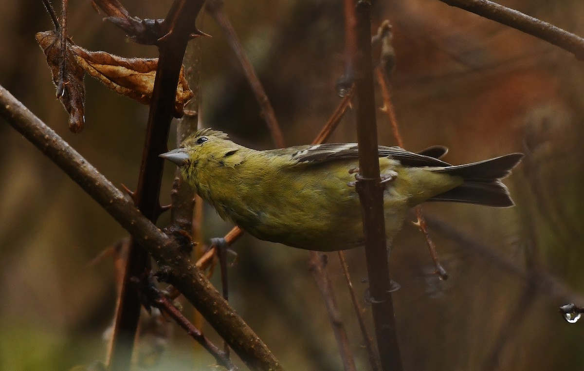 Lesser Goldfinch - ML647272919