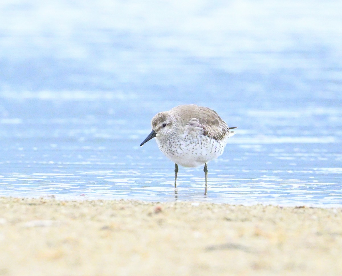 Bécasseau maubèche - ML647272922