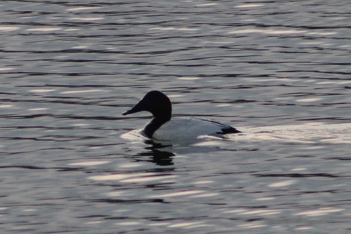 Canvasback - ML647272924