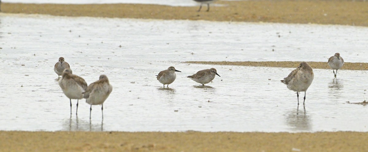 Bécasseau maubèche - ML647272926