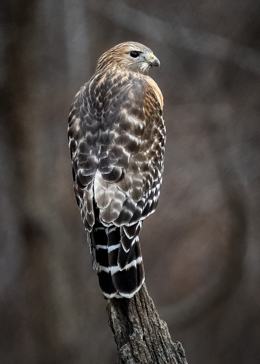 Red-shouldered Hawk - ML647272927