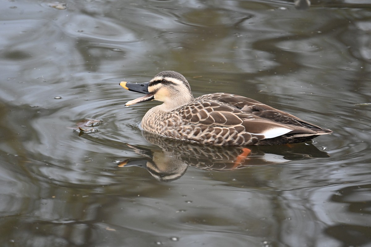 kinaand - ML647272930