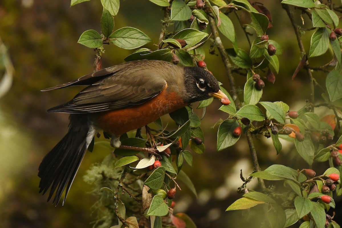 Zozo papargorria - ML647272932