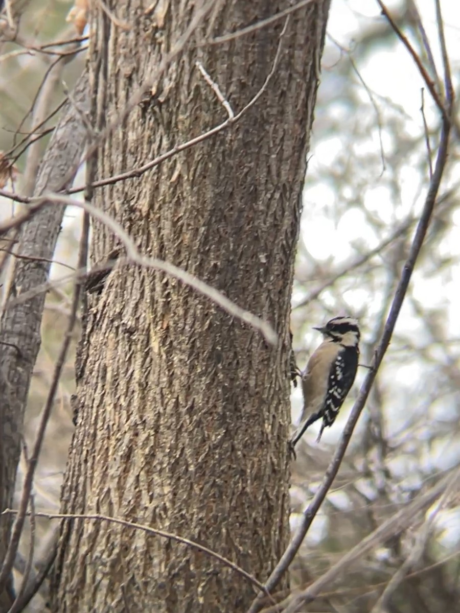 Downy Woodpecker - ML647272934