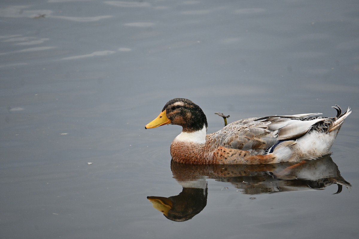 stokkand (domestisert) - ML647272939