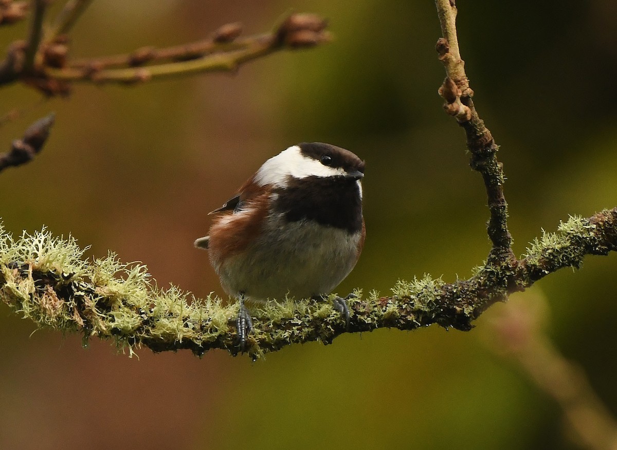 Chestnut-backed Chickadee - ML647272940
