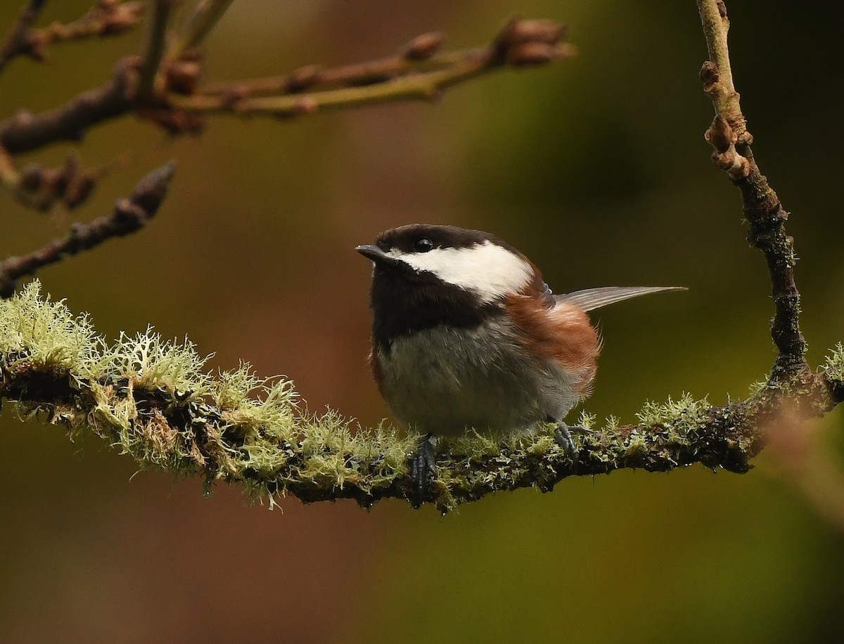 Chestnut-backed Chickadee - ML647272941