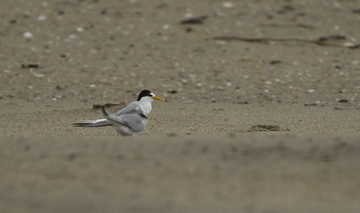 Australian Fairy Tern - ML647272943