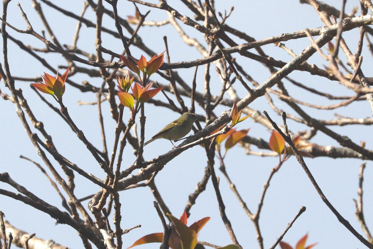 チャバネムシクイ - ML647272944