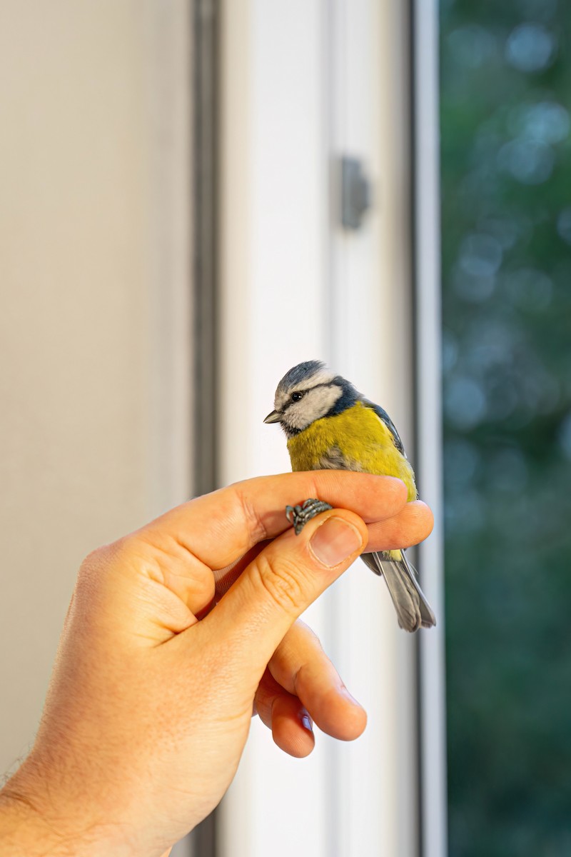 Herrerillo Común - ML647272945