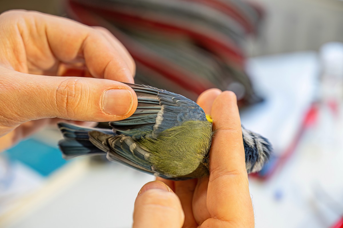 Herrerillo Común - ML647272947