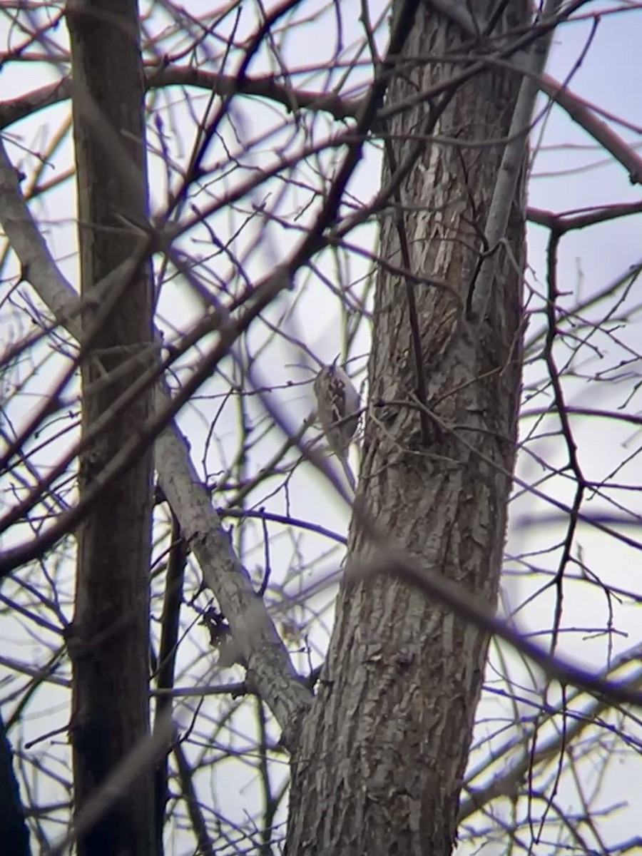 Brown Creeper - ML647272953