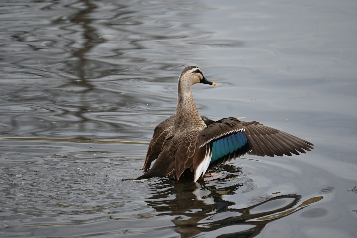 kinaand - ML647272958