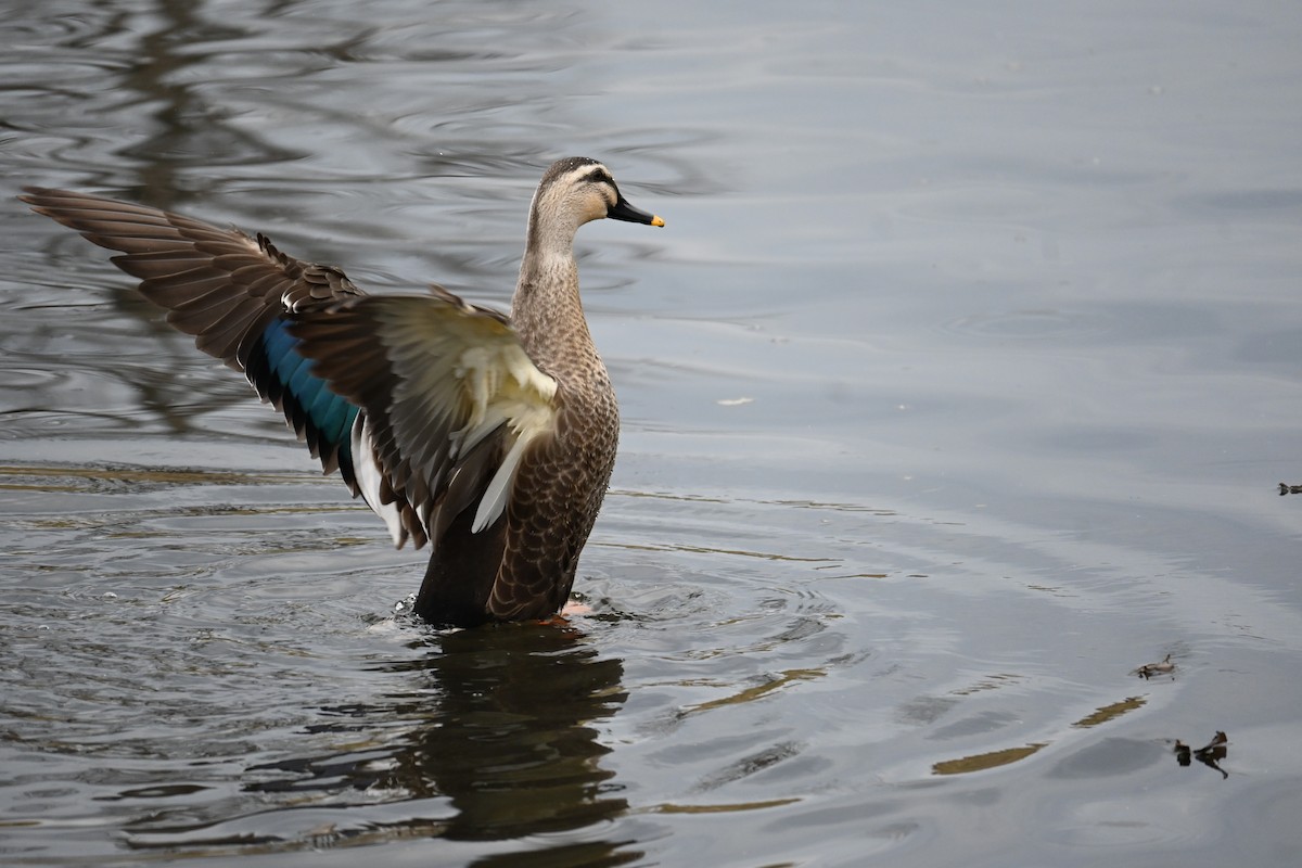 kinaand - ML647272959