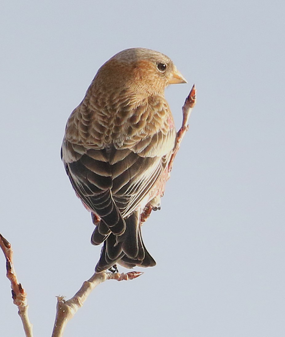 pěnkavice coloradská - ML647272963