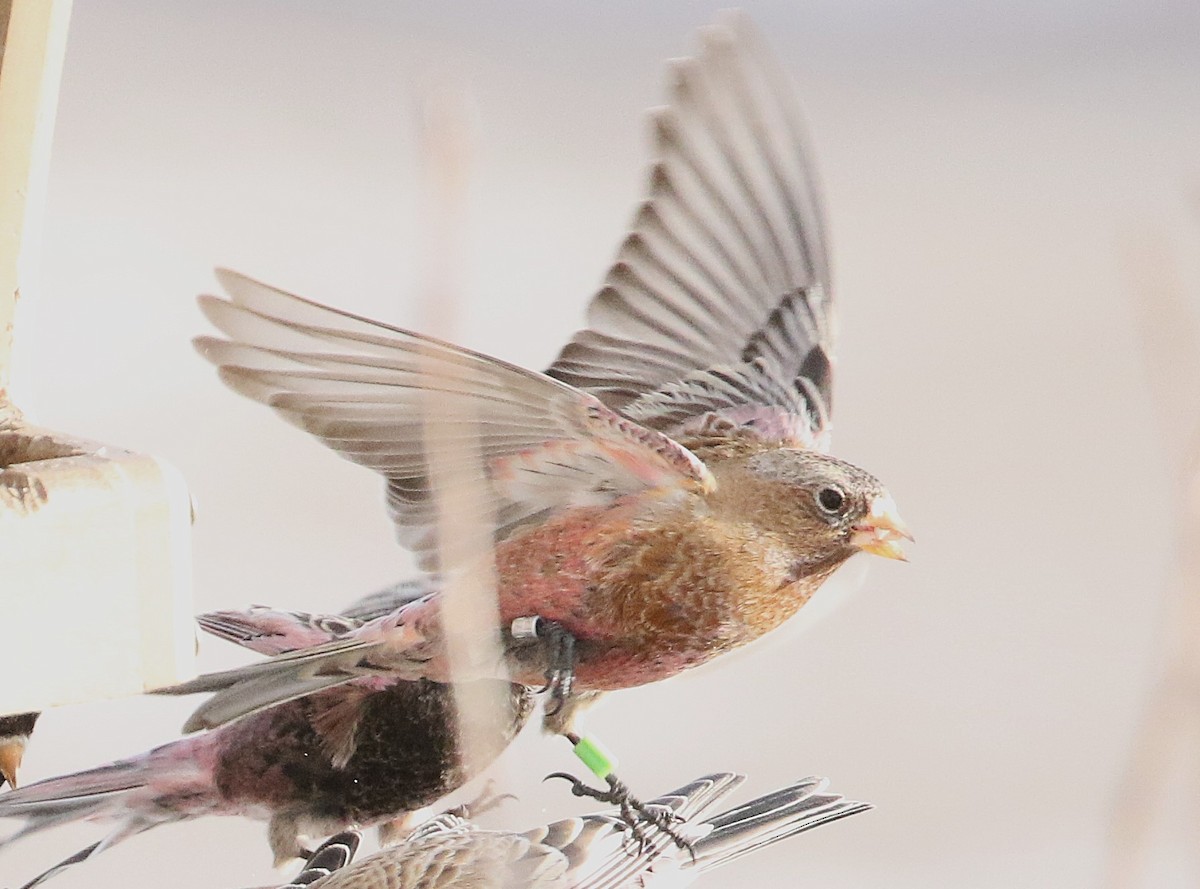 pěnkavice coloradská - ML647272964