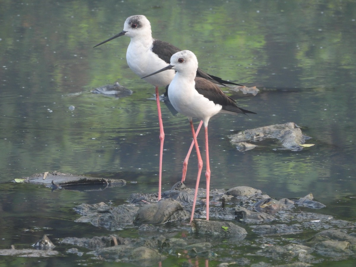 Black-winged Stilt - ML647272966