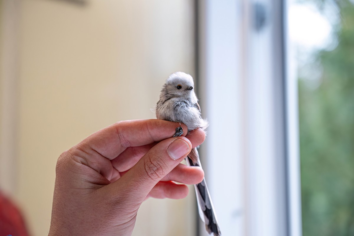 Long-tailed Tit - ML647272967