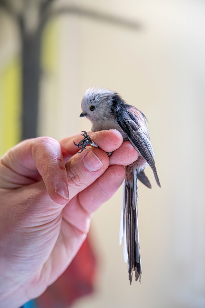 Long-tailed Tit - ML647272968