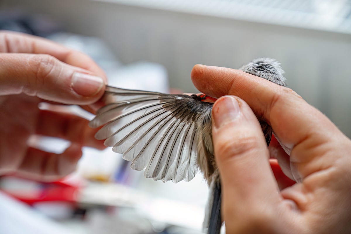 Long-tailed Tit - ML647272969