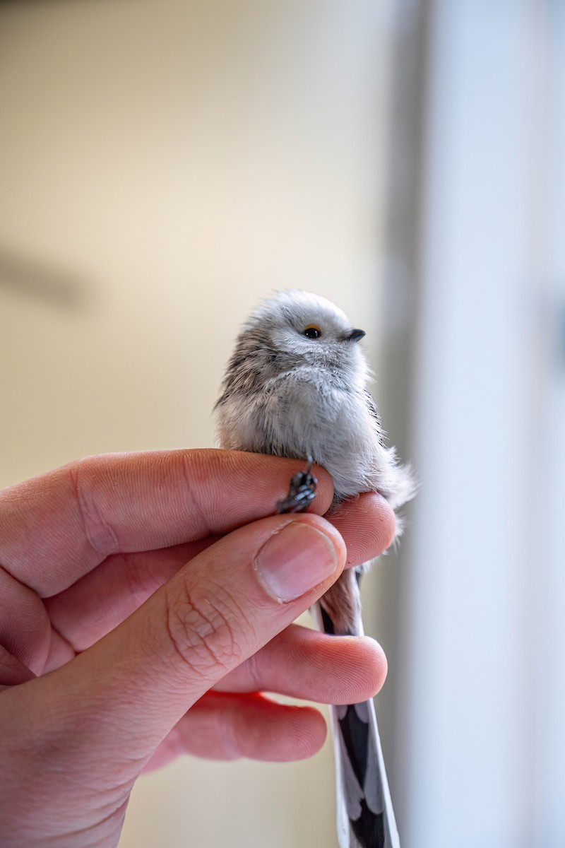 Long-tailed Tit - ML647272970