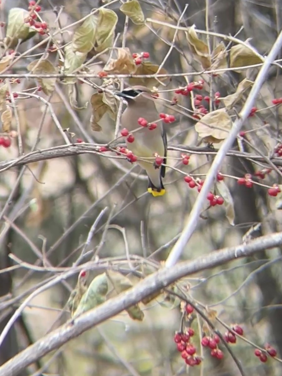 Cedar Waxwing - ML647272972