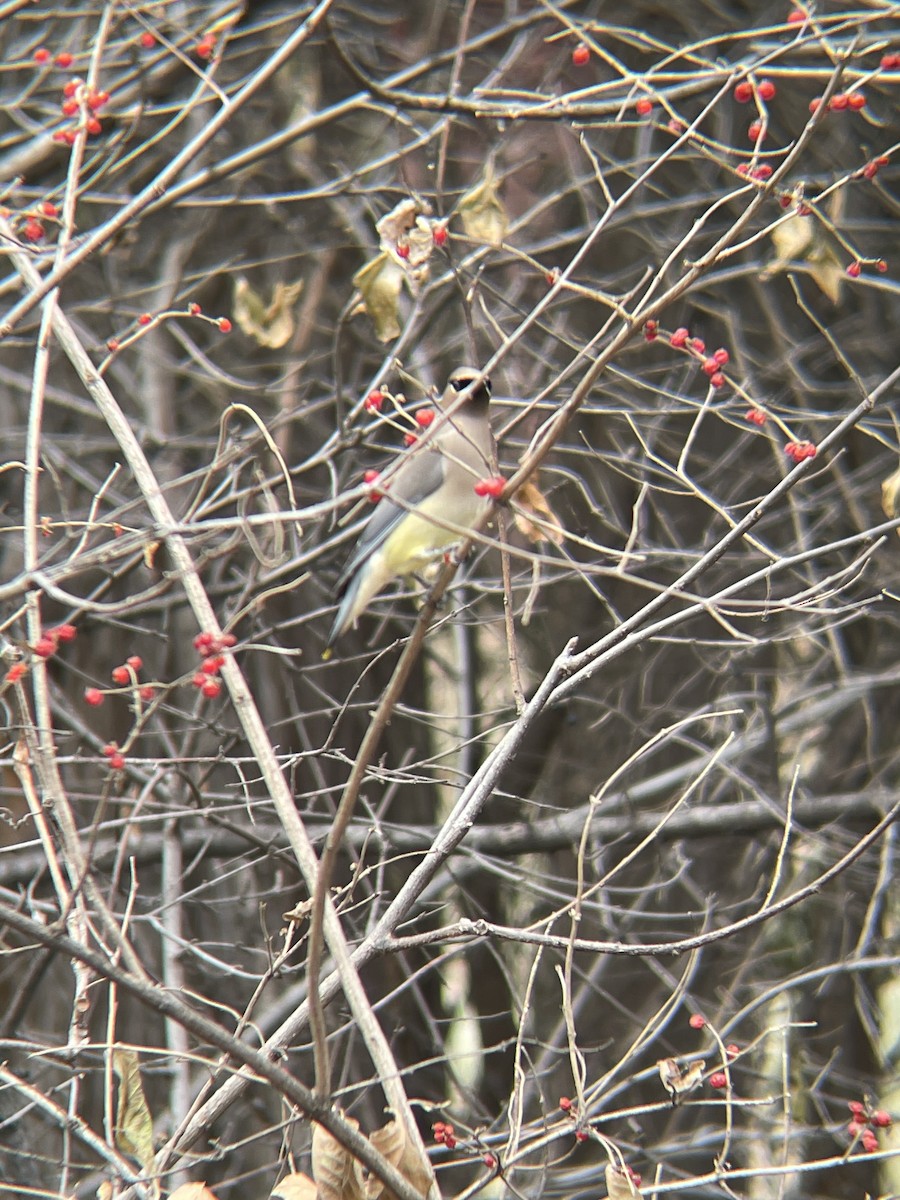 Cedar Waxwing - ML647272973