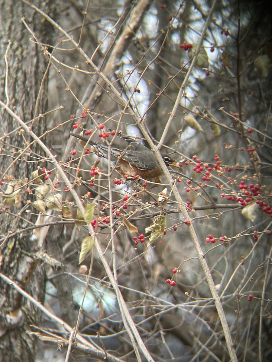 American Robin - ML647272977