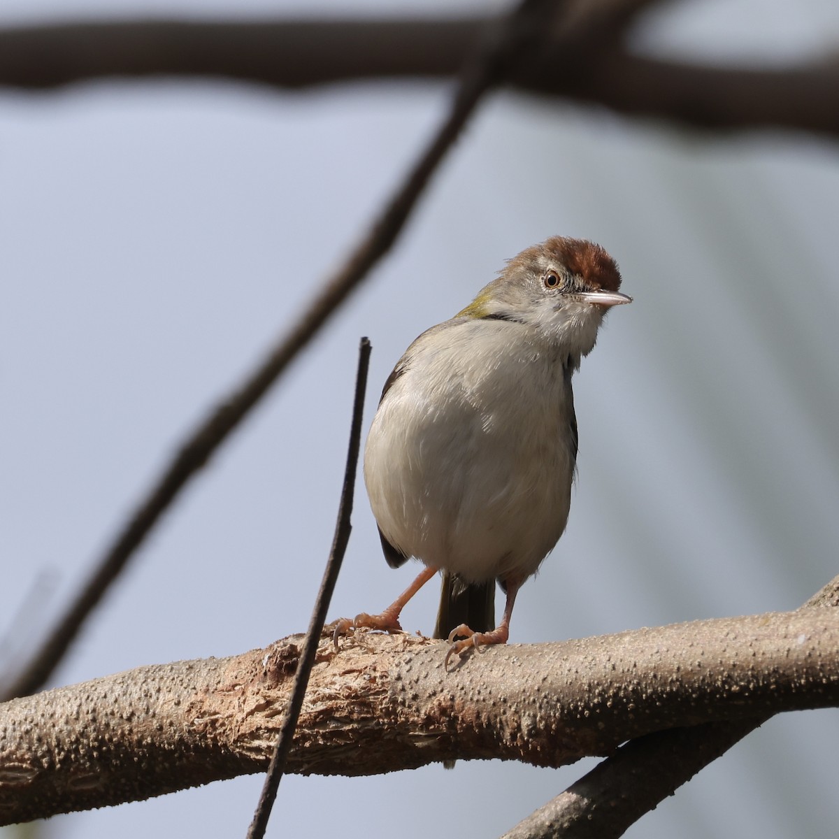 Terzikuşu - ML647272978