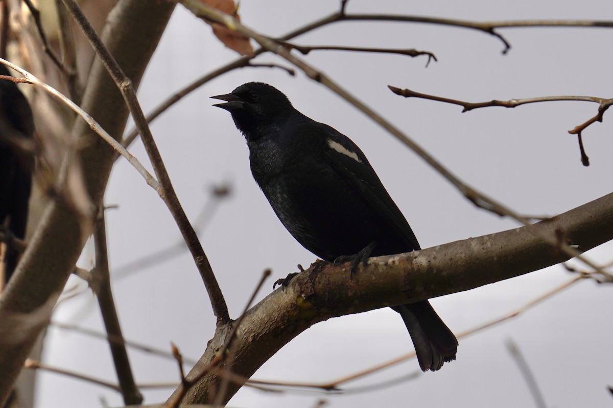 Tricolored Blackbird - ML647272980