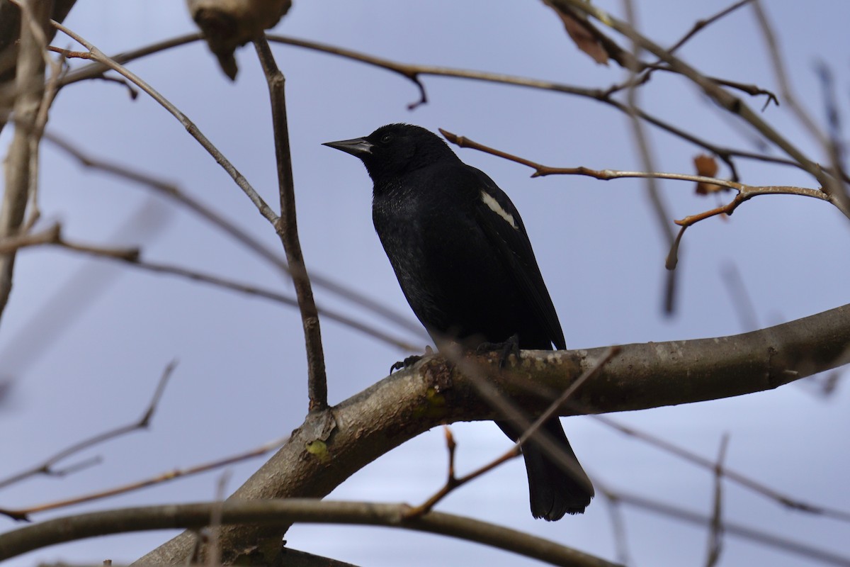 Tricolored Blackbird - ML647272981