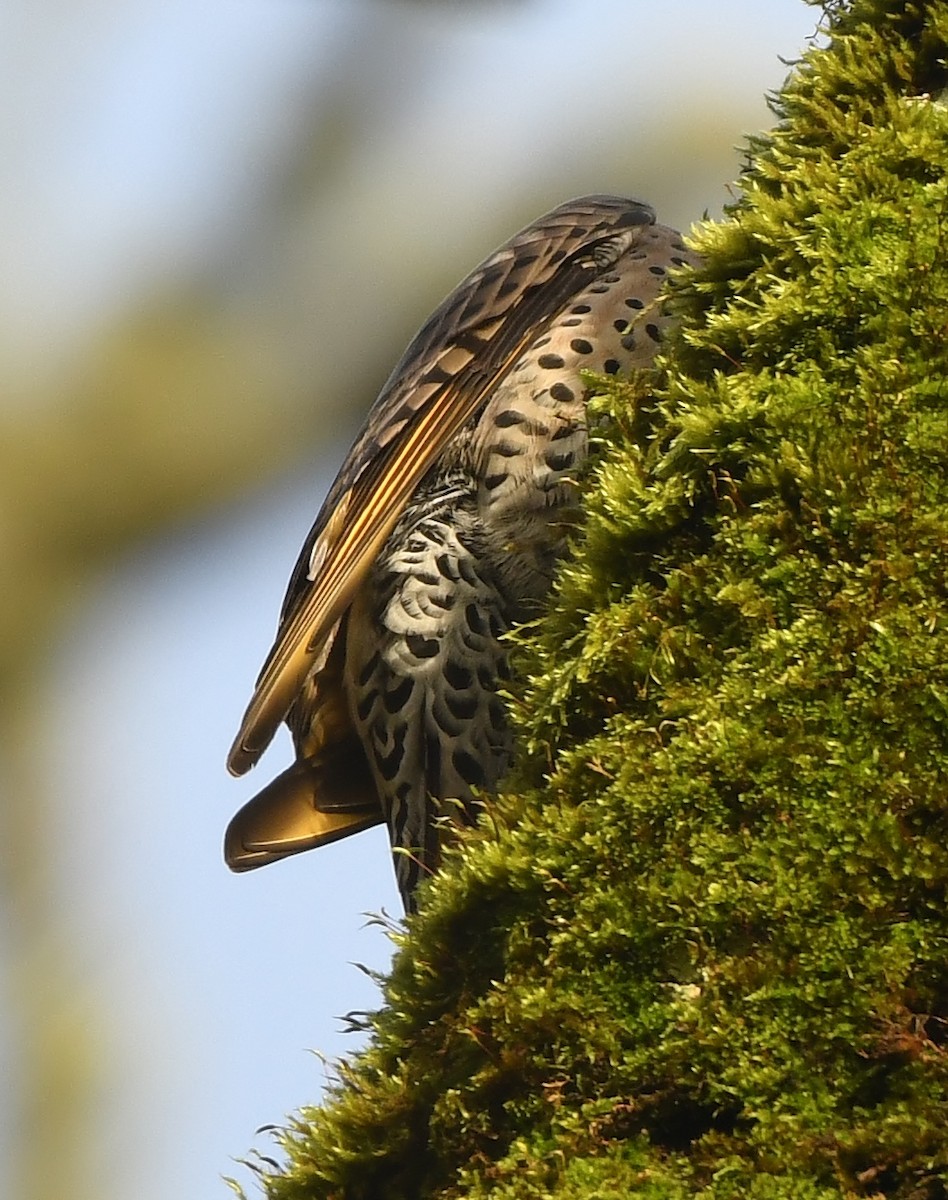Northern Flicker (Yellow-shafted x Red-shafted) - ML647272985