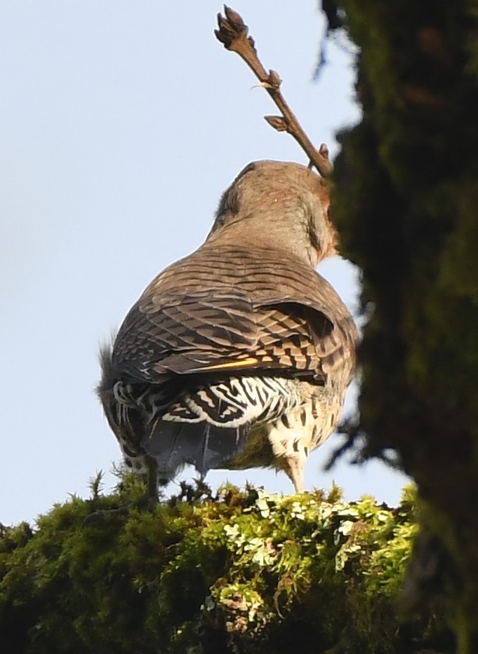 Northern Flicker (Yellow-shafted x Red-shafted) - ML647272986