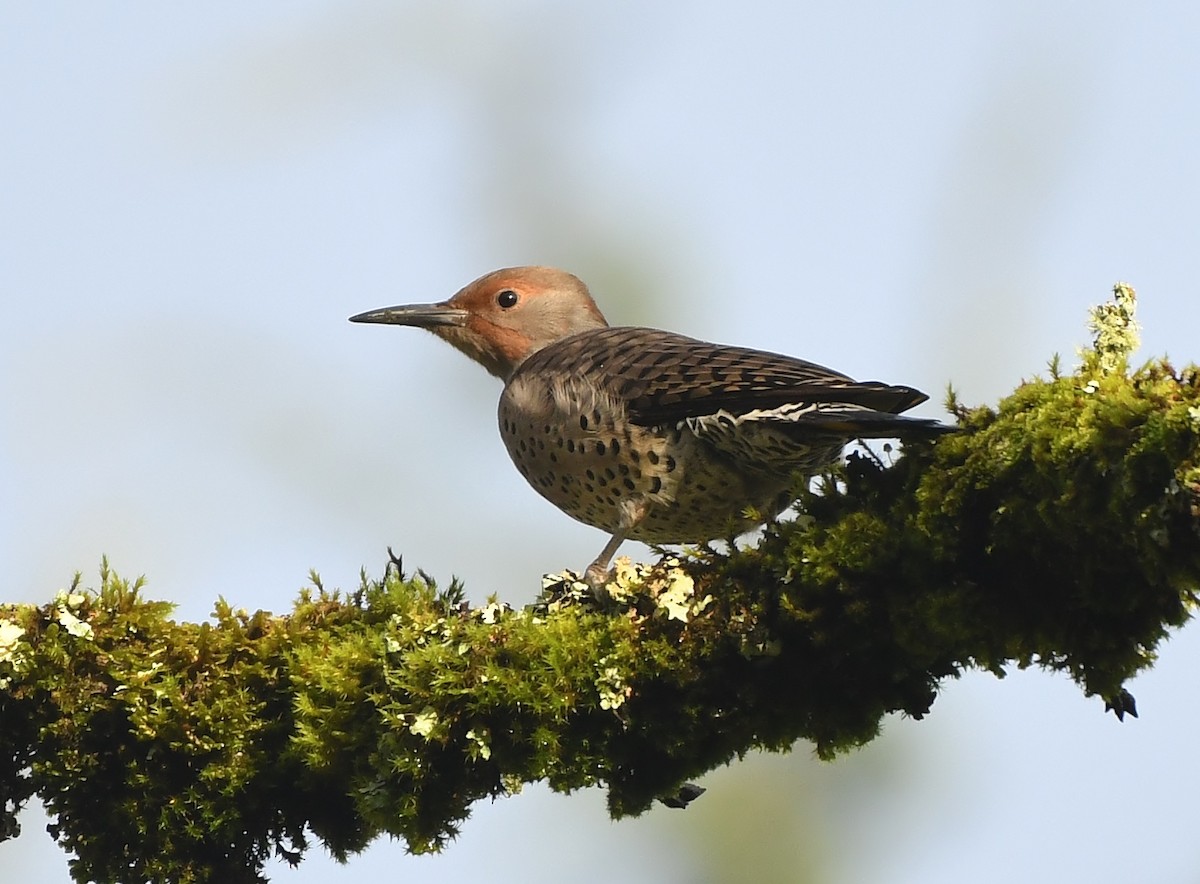 Northern Flicker (Yellow-shafted x Red-shafted) - ML647272987