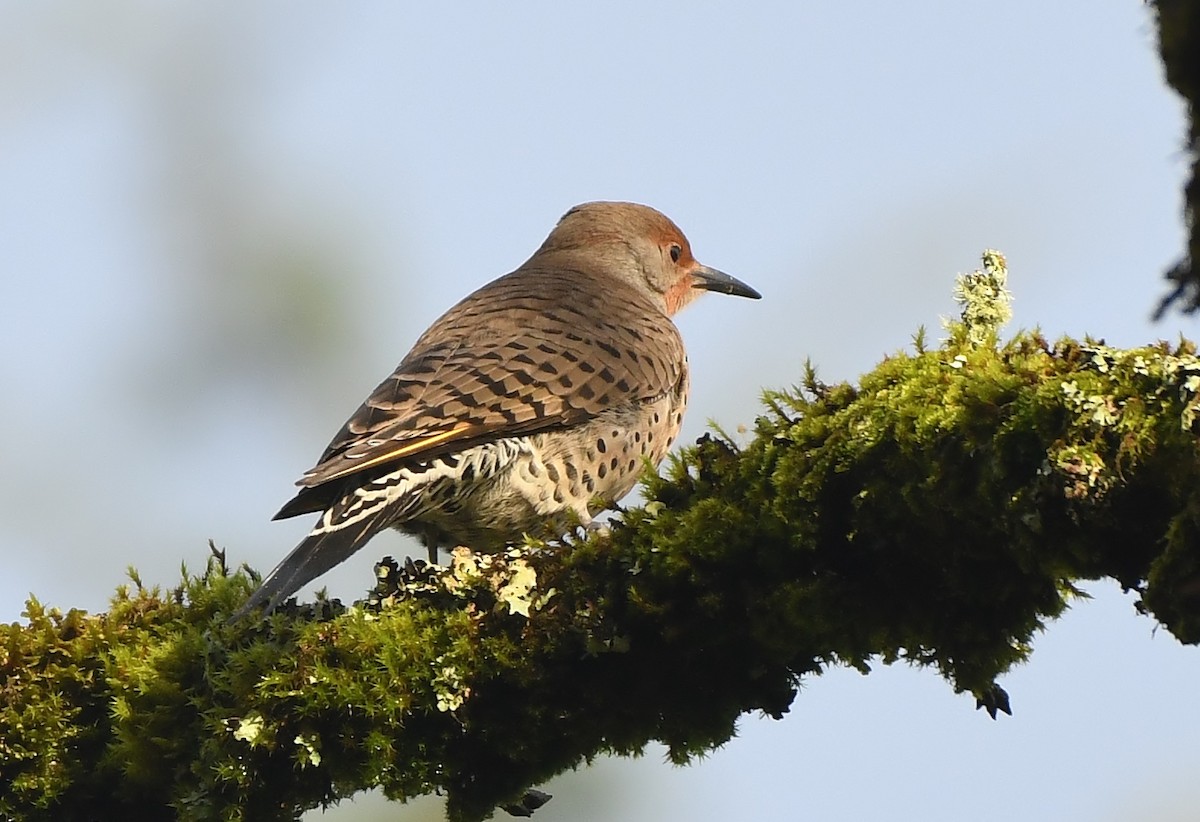Northern Flicker (Yellow-shafted x Red-shafted) - ML647272988