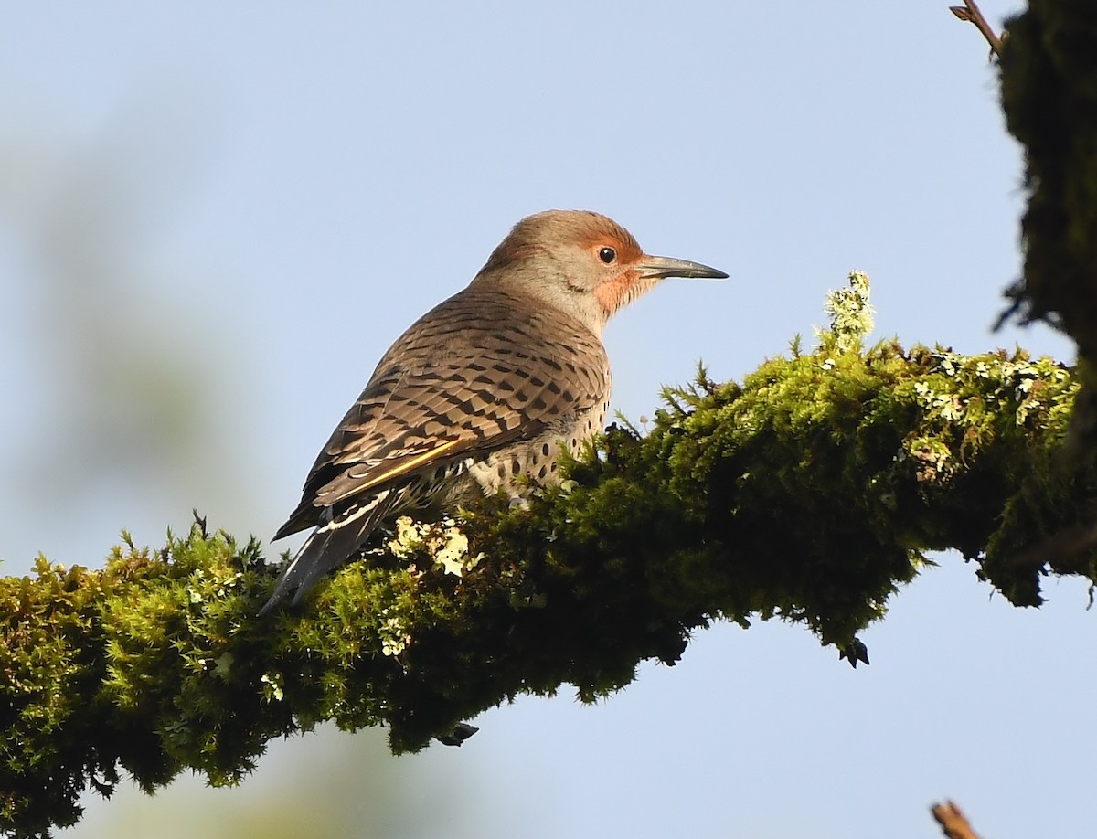 Northern Flicker (Yellow-shafted x Red-shafted) - ML647272989