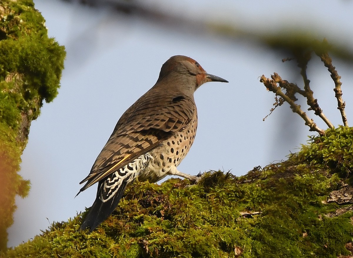 Northern Flicker (Yellow-shafted x Red-shafted) - ML647272990