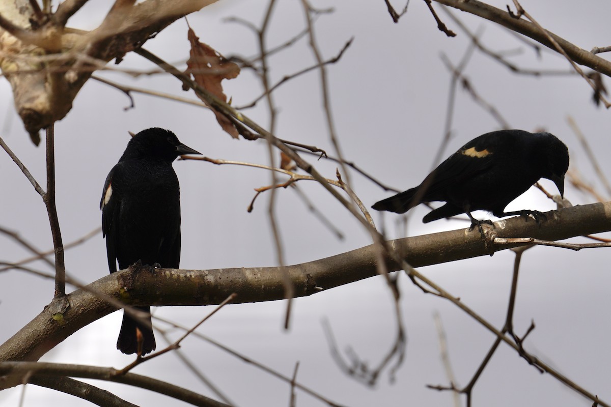 Tricolored Blackbird - ML647272991
