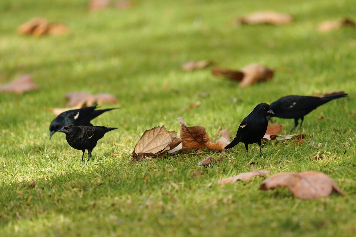 Tricolored Blackbird - ML647272992