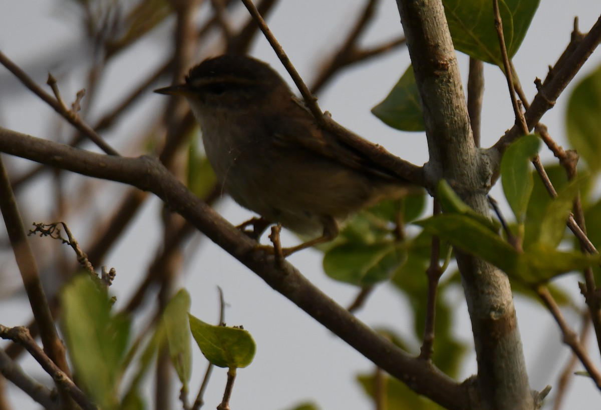 Dusky Warbler - ML647272995