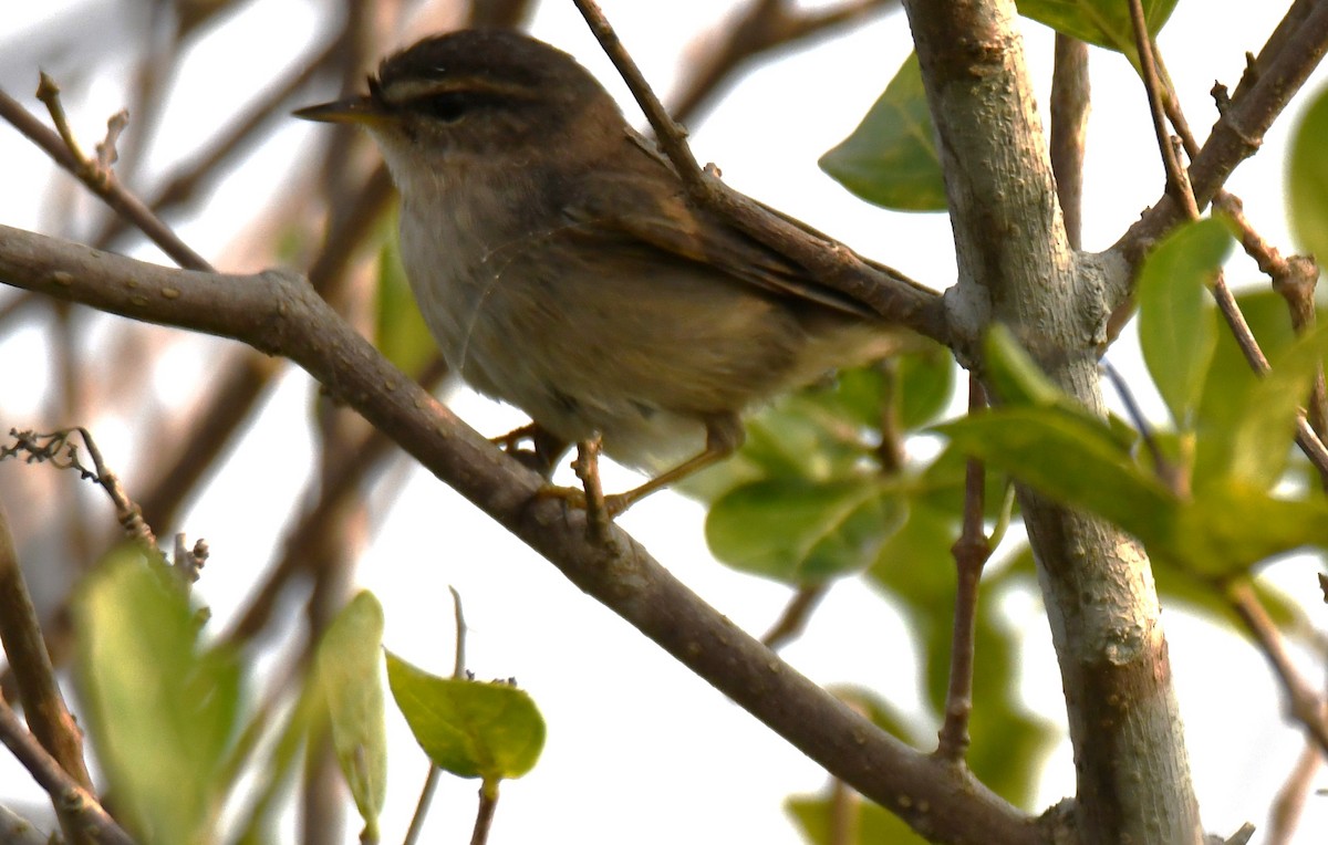 Dusky Warbler - ML647272999
