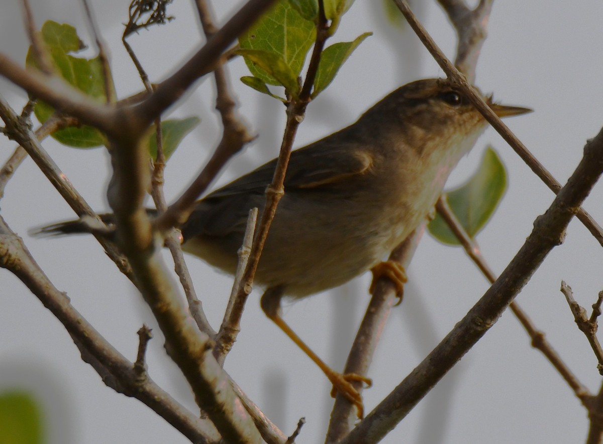 Dusky Warbler - ML647273008