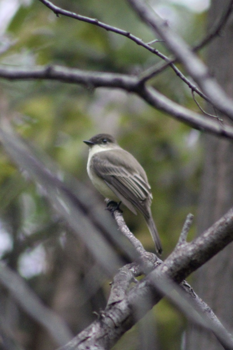 Eastern Phoebe - ML647273010