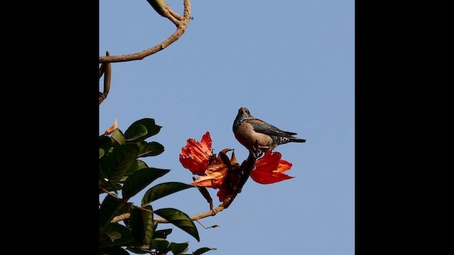 Шпак рожевий - ML647273018