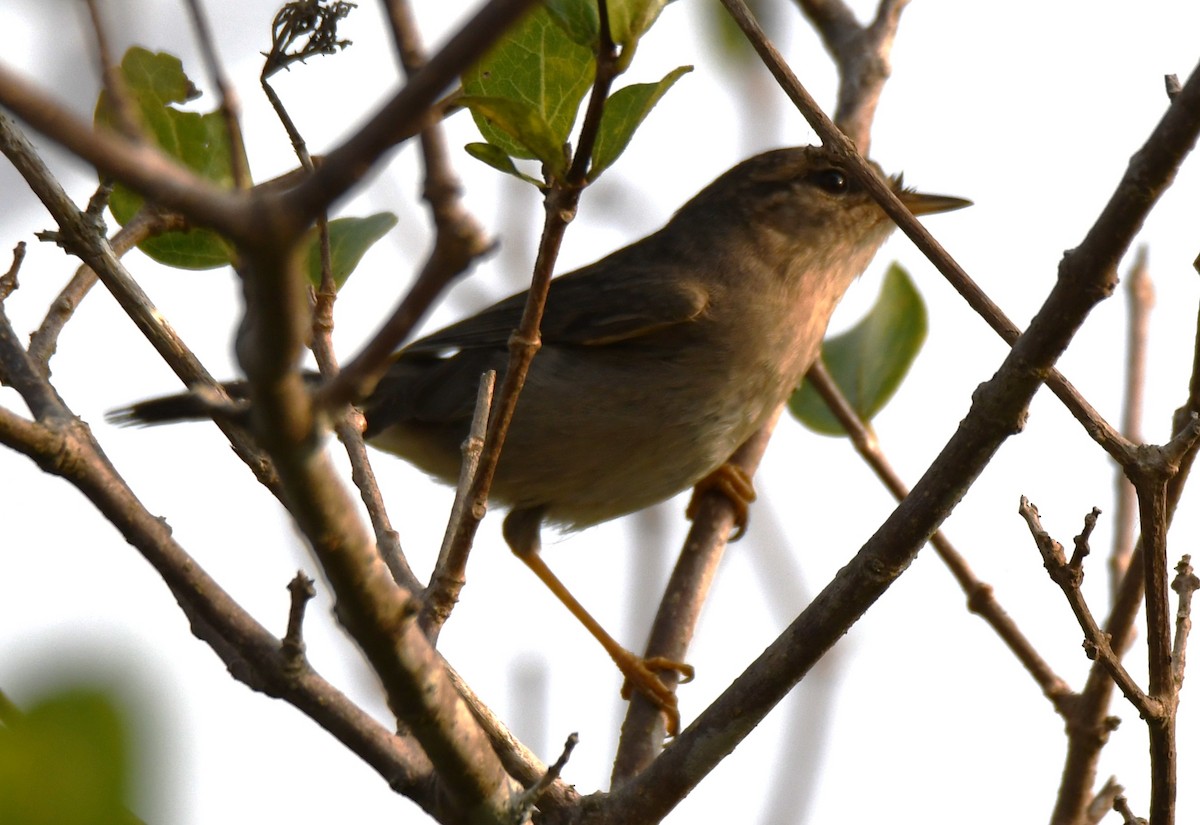 Dusky Warbler - ML647273019