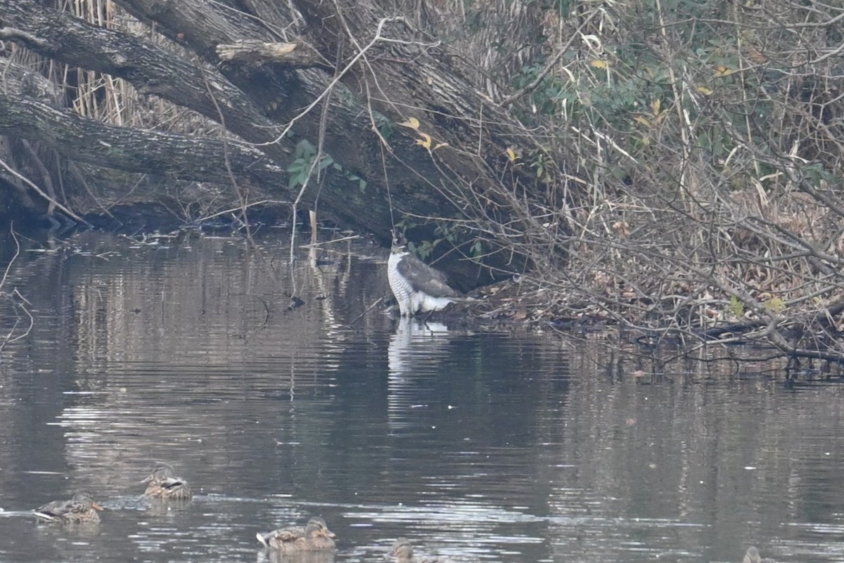 hønsehauk - ML647273027