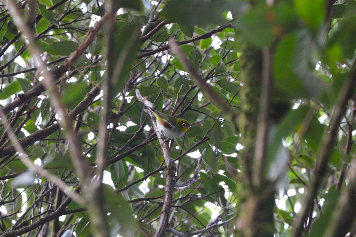 Chestnut-flanked White-eye - ML647273037